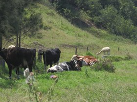 2010-01-11-0358 cows (c) Jason Grossman.jpg